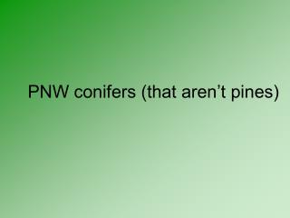 PNW conifers (that aren’t pines)