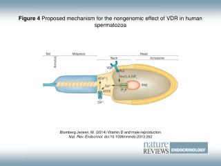 Figure 4 Proposed mechanism for the nongenomic effect of VDR in human spermatozoa