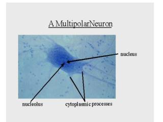 Nerve microscopy