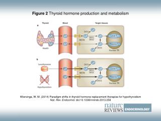 Figure 2 Thyroid hormone production and metabolism