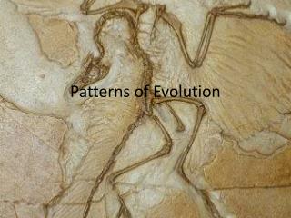 Patterns of Evolution