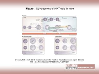 Figure 1 Development of i NKT cells in mice