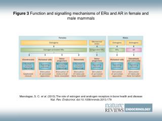 Figure 3 Function and signalling mechanisms of ERα and AR in female and male mammals