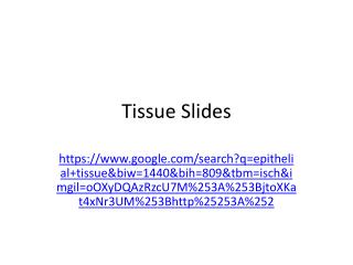 Tissue Slides