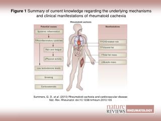 Figure 1 Summary of current knowledge regarding the underlying mechanisms