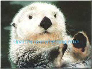 Opal the overwhelming otter