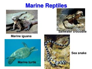 Marine turtle