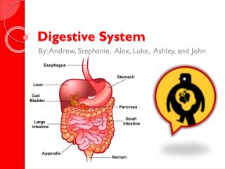 Digestive System