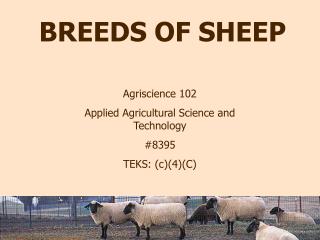 BREEDS OF SHEEP