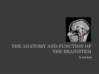 The Anatomy and Function of the Brainstem