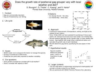 Does the growth rate of postlarval gag grouper vary with local weather and diet?