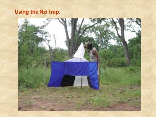 Using the Nzi trap.