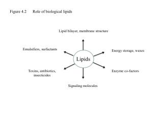 Figure 4.2 Role of biological lipids