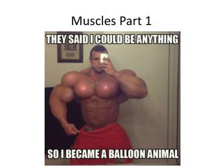 Muscles Part 1