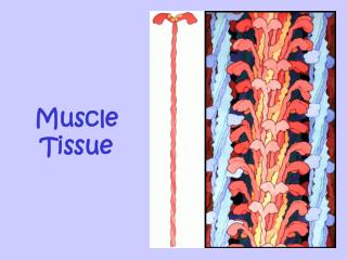 Muscle Tissue