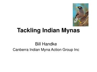 Tackling Indian Mynas