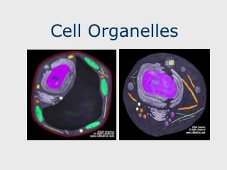 Cell Organelles