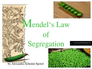 M endel‘s Law of Segregation