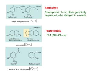 Allelopathy Development of crop plants genetically engineered to be allelopathic to weeds