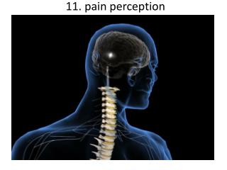 11. pain perception