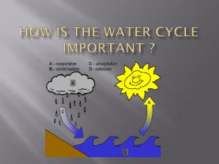 How is the water cycle important ?