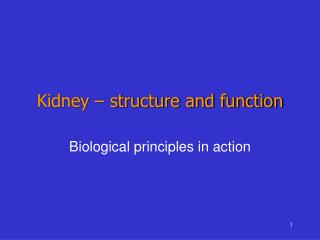 Kidney – structure and function