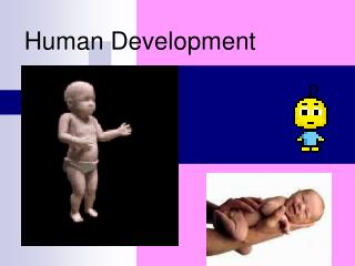 Human Development