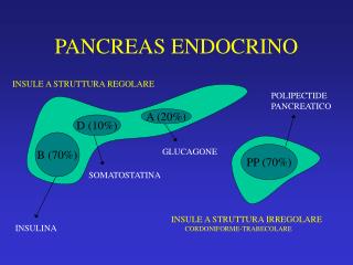 PANCREAS ENDOCRINO