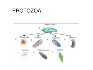 PROTOZOA