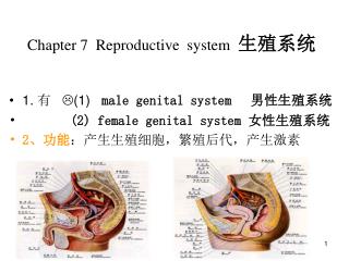 Chapter 7 Reproductive system 生殖系统