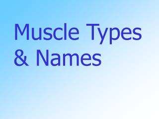 Muscle Types &amp; Names