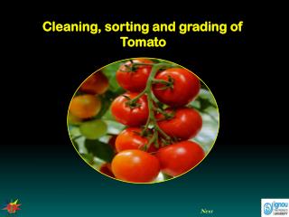 Cleaning, sorting and grading of Tomato