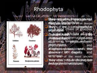 Rhodophyta