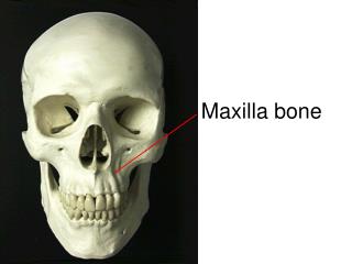 Maxilla bone