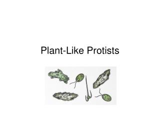 Plant-Like Protists