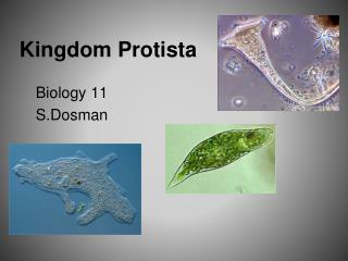 Kingdom Protista