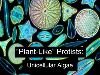 “Plant-Like” Protists: