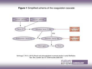Figure 1 Simplified schema of the coagulation cascade
