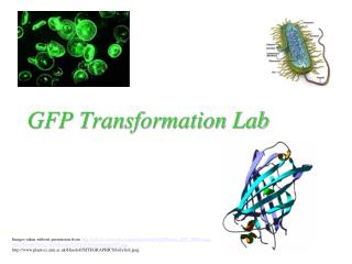 GFP Transformation Lab