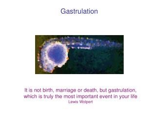 Gastrulation