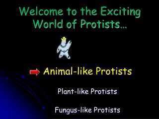 Welcome to the Exciting World of Protists…