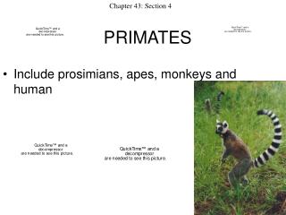 PRIMATES