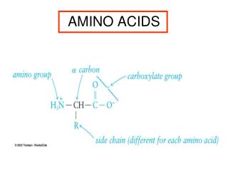 AMINO ACIDS