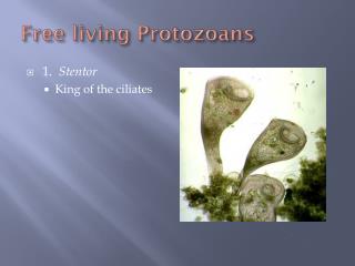 Free living Protozoans