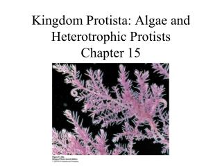 Kingdom Protista: Algae and Heterotrophic Protists Chapter 15