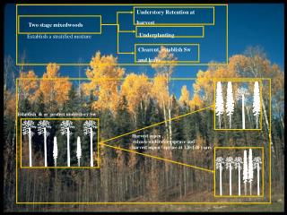 Establish &amp; or protect understory Sw