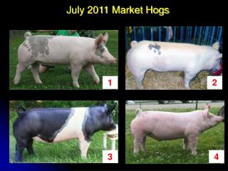 July 2011 Market Hogs