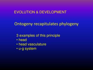 Ontogeny recapitulates phylogeny