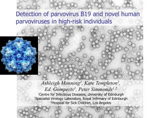 Detection of parvovirus B19 and novel human parvoviruses in high-risk individuals