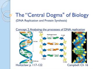 The “Central Dogma&quot; of Biology